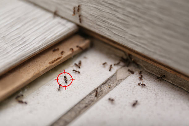 Pest Control Cost in Harrogate, TN