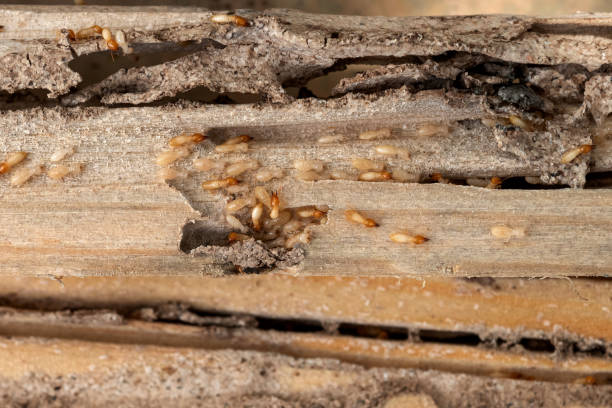 Best Flea Control Services  in Harrogate, TN