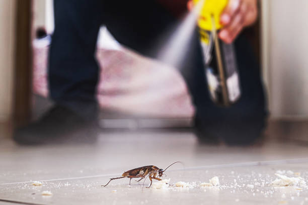 Best Mosquito Control Services  in Harrogate, TN