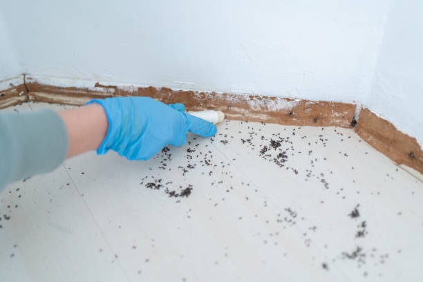 Best Emergency Pest Control  in Harrogate, TN